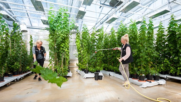 Bild på personal vid växthuset som vattnar plantor