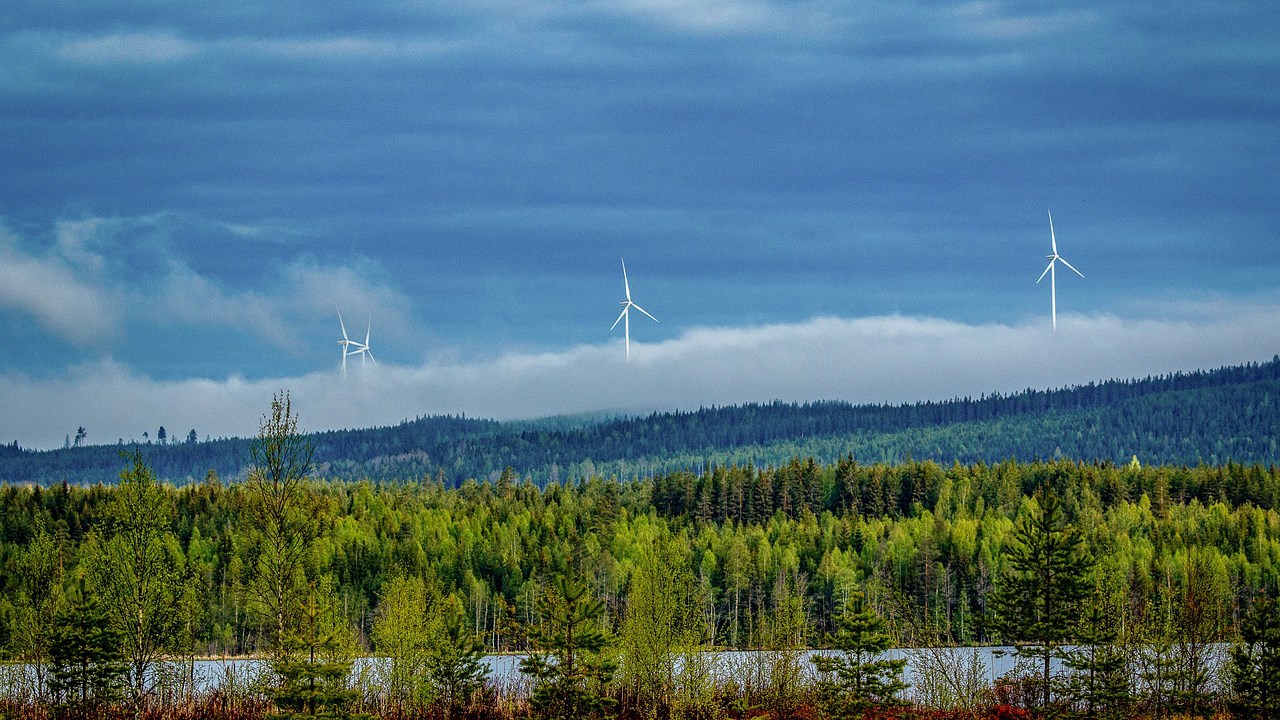 Skog med vindkraftverk som skymtas bakom dimma