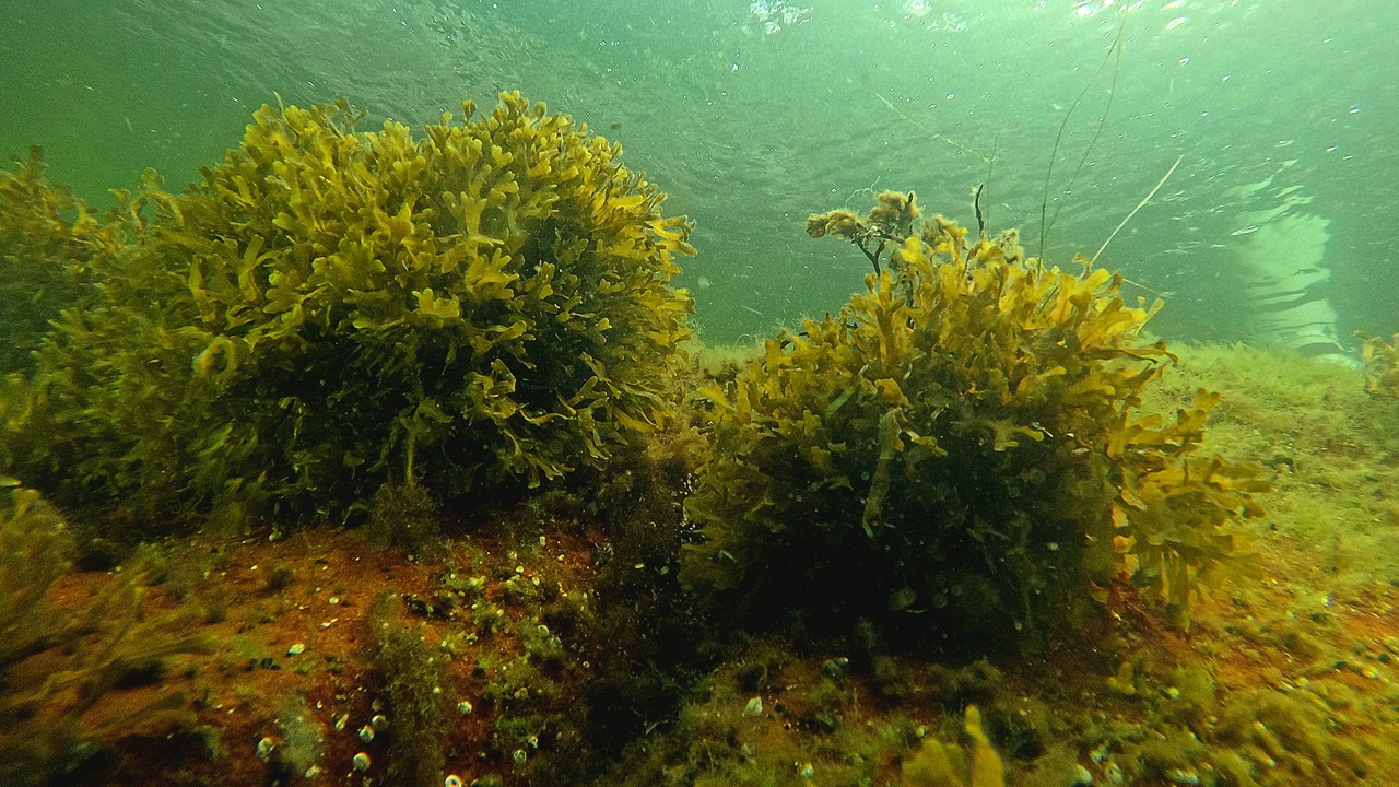 Undervattensbild på tångruskor som växer på en sten.
