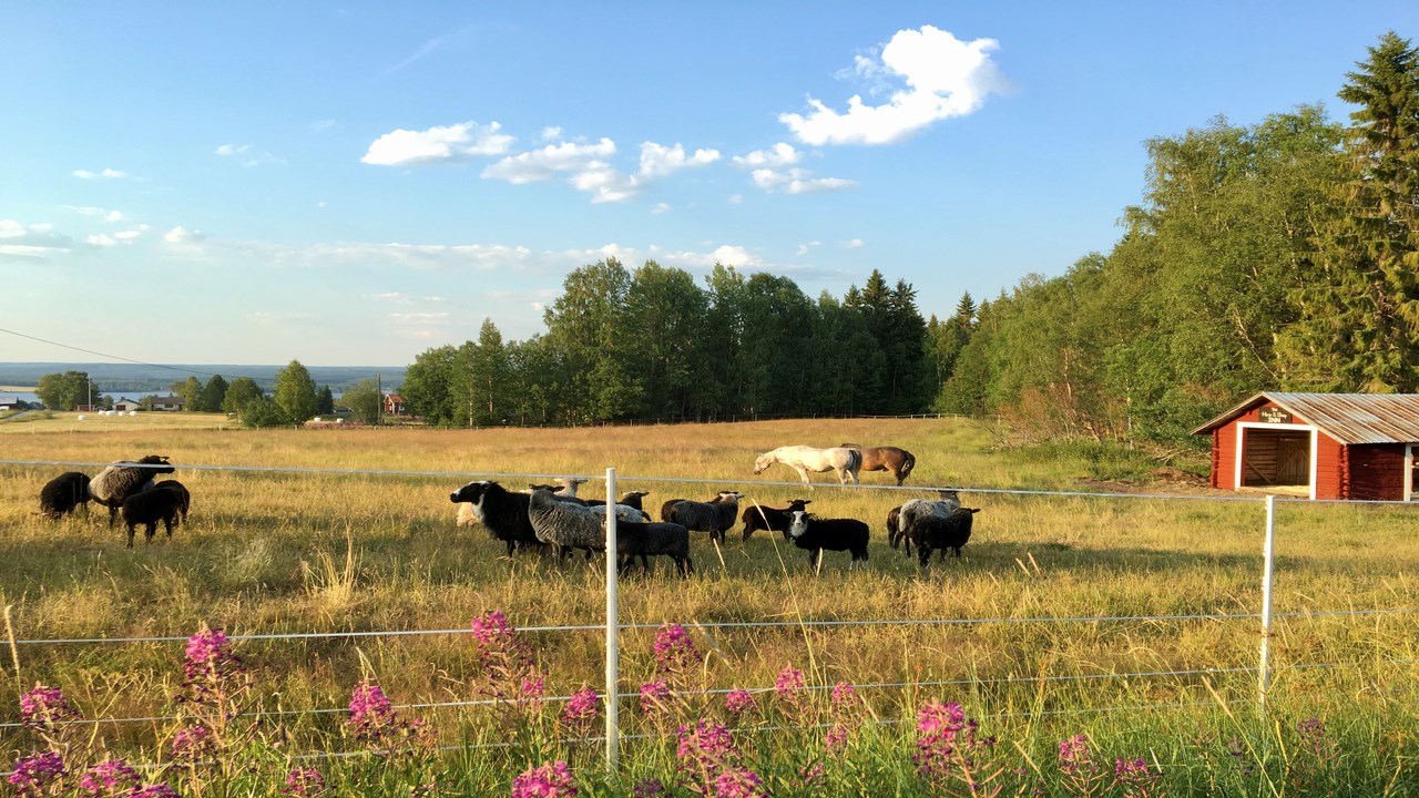 Sheep and horses in electric fenced pasture