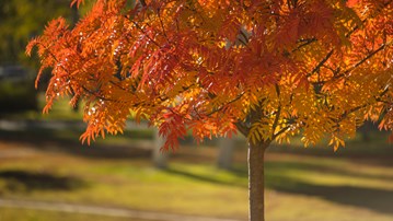 A tree in autumn colours.