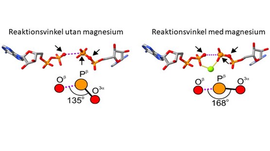 Kemisk reaktion ATP