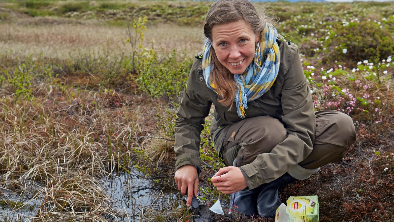 Judith Sarneel gräver ner tepåsar i en myr utanför Abisko.