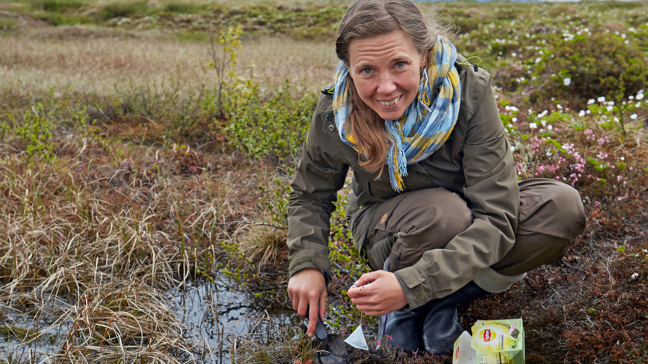 Judith Sarneel burying teabags in a bog outside Abisko