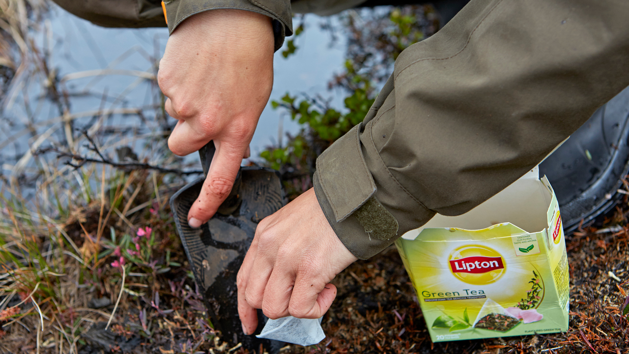 Researcher digging down teabags in a bog outside Abisko
