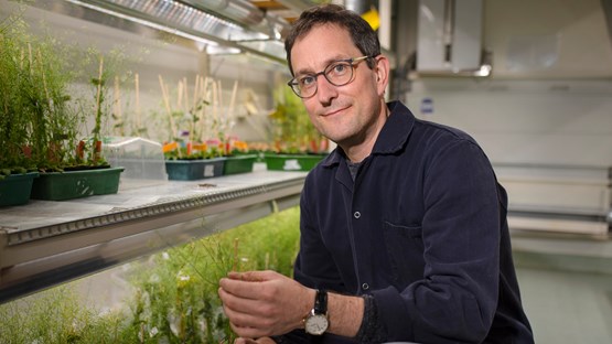 Umeå Plant Science Centre, växtforskning  Stephan Wenkel