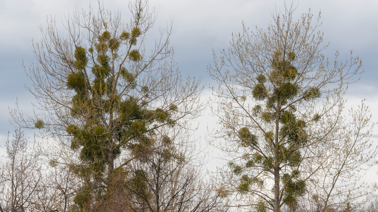 Mistletoe extract did not increase survival in pancreatic cancer