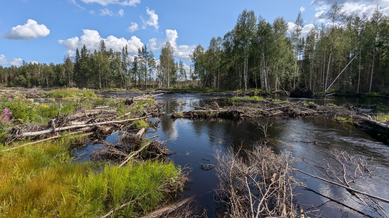 Vattendrag, fallna trädstammar och skog.