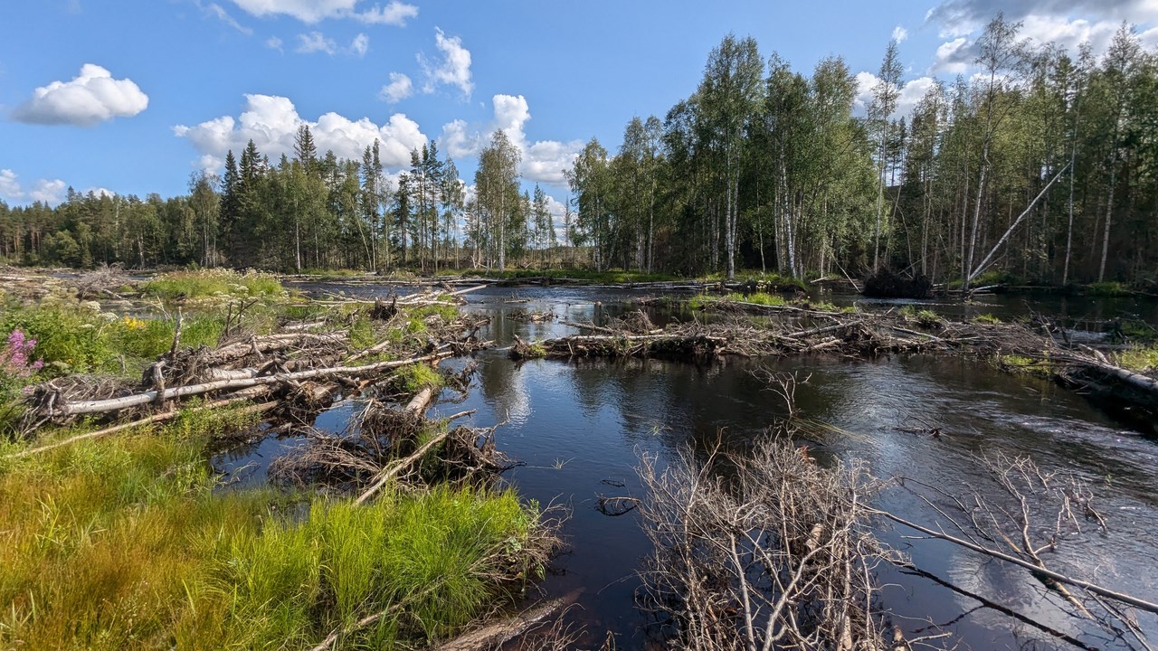 Vattendrag, fallna trädstammar och skog.