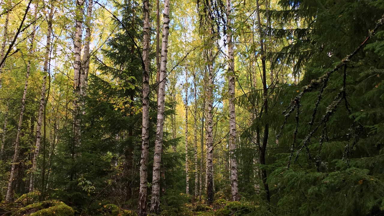 Blandskog med gran och björk