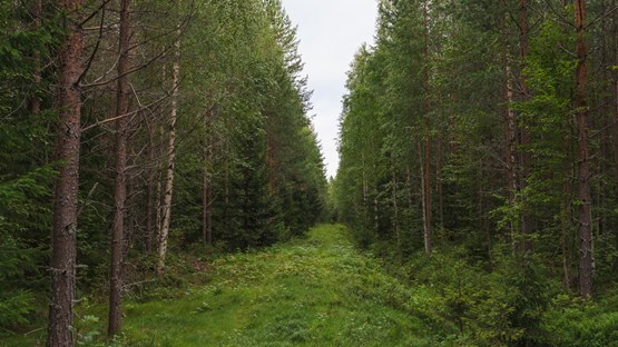 skog