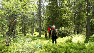 Bild på Vandrare i skog