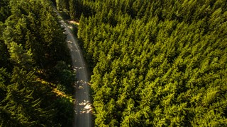 Bird perspective of a forest.