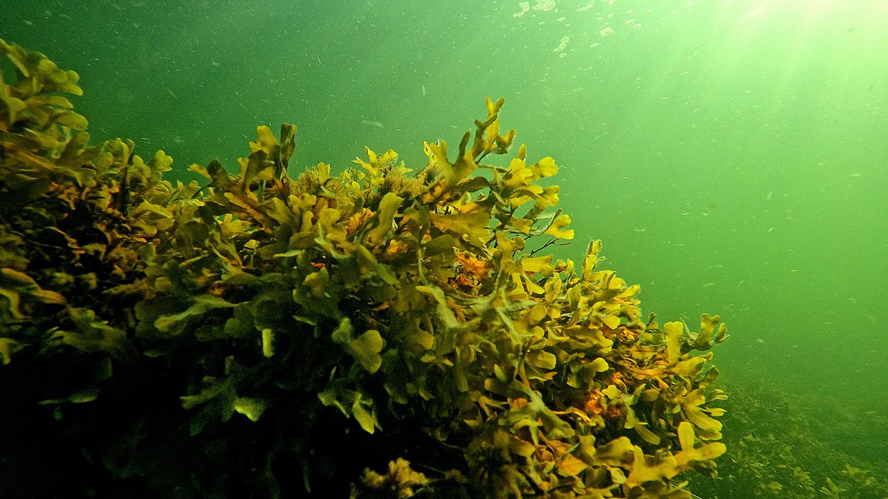 Solbelyst tångruska som växer på sten under vatten.