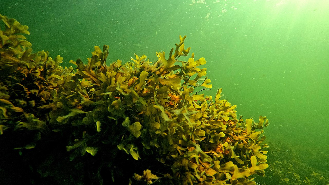 Fucus growing on a stone.