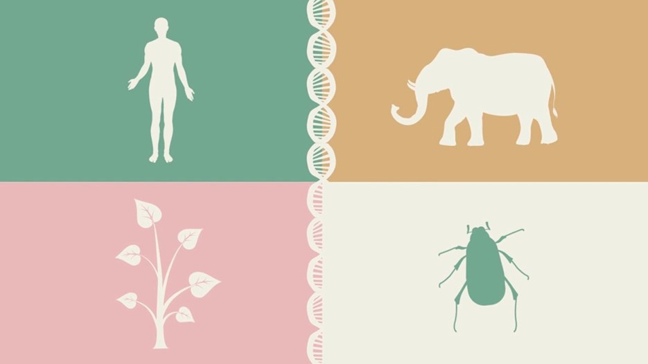 Film: How gene scissors work 