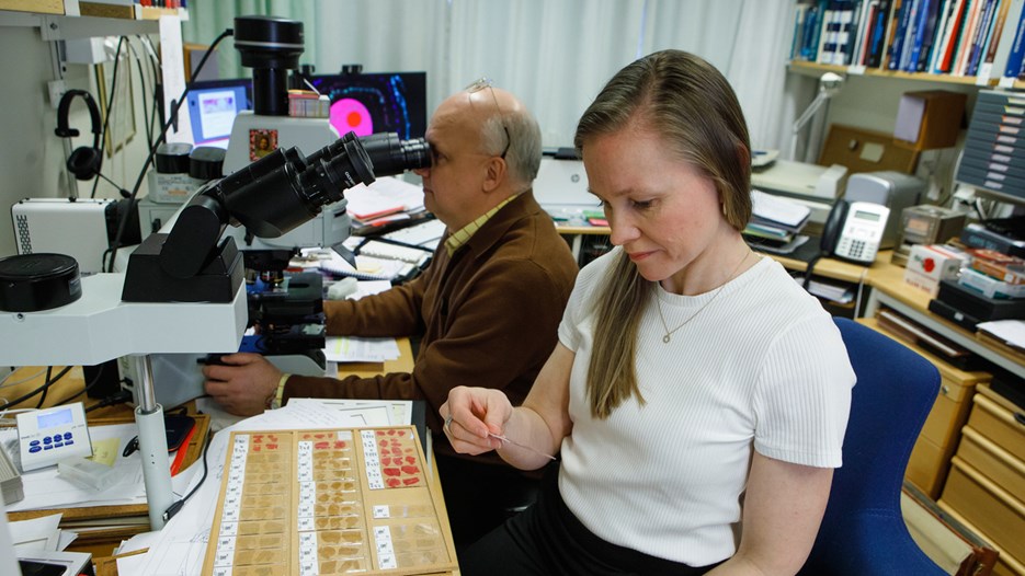 Thomas Brännström is sitting in his office looking at tissue samples in his microscope together with his PhD-student Erica Stenvall, who is seated at the microscope’s extra set of oculars.