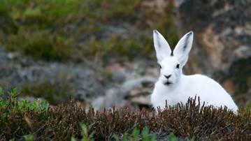 Hare med vit vinterpäls sitter i naturen.