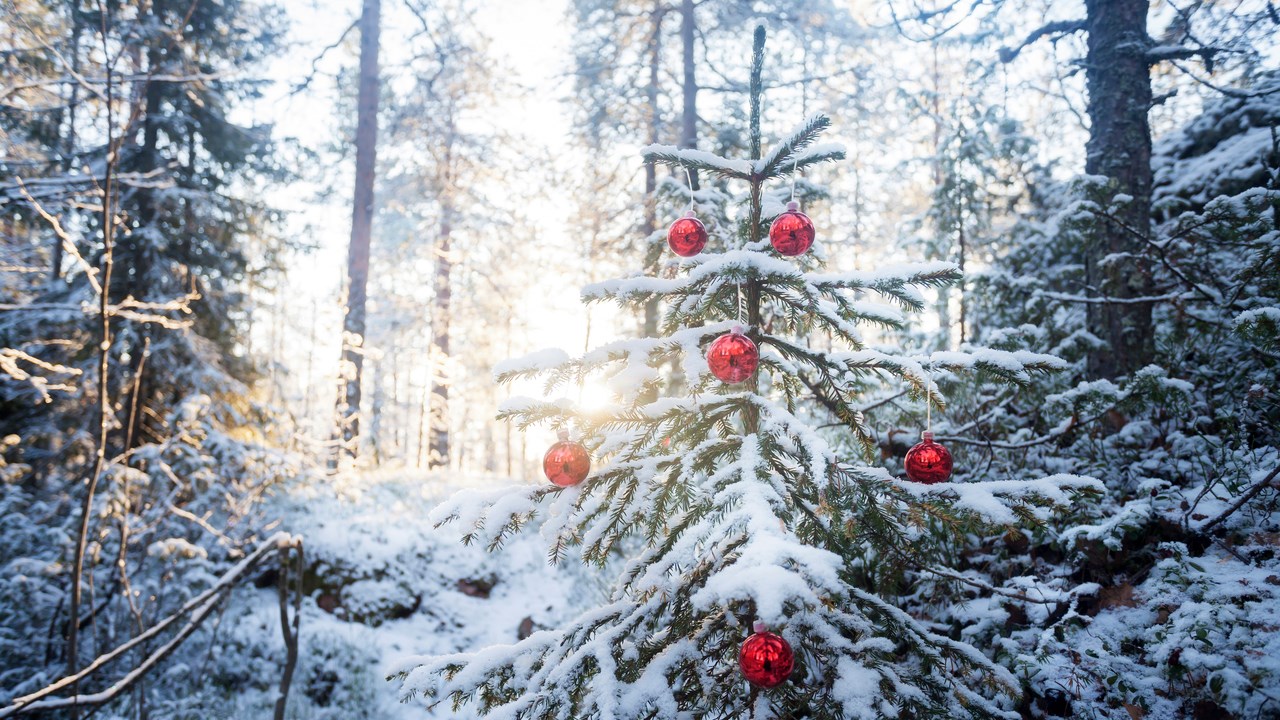 En julgran med röda julkulor i skogen