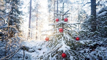 En julgran med röda julkulor i skogen