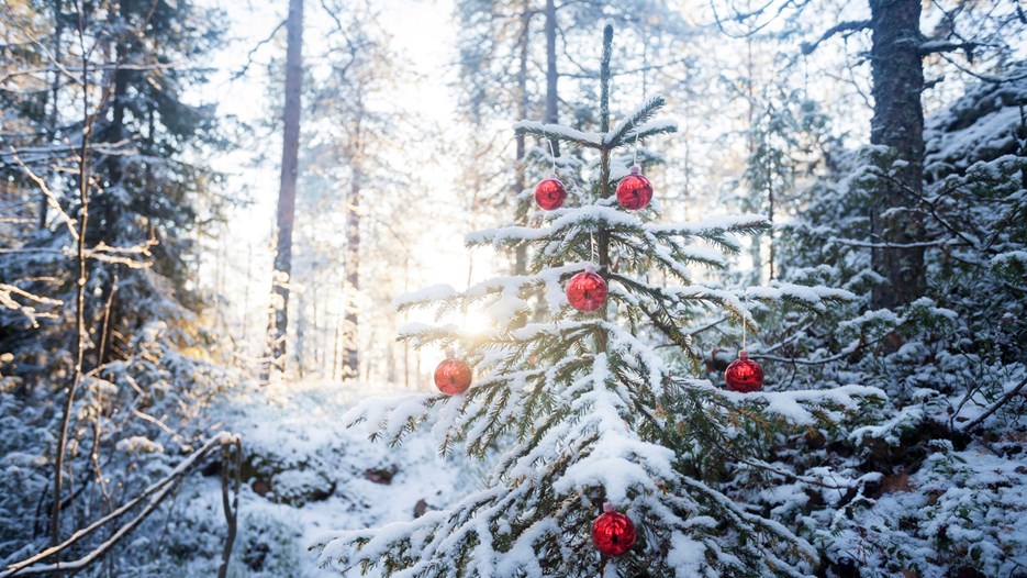 Gå till sida Julgransforskning: Hur klarar barrträden tuffa vintrar?