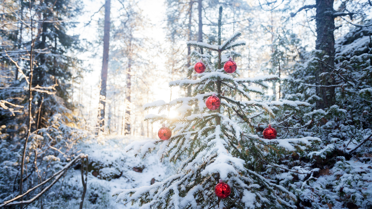 En julgran med röda julkulor i skogen