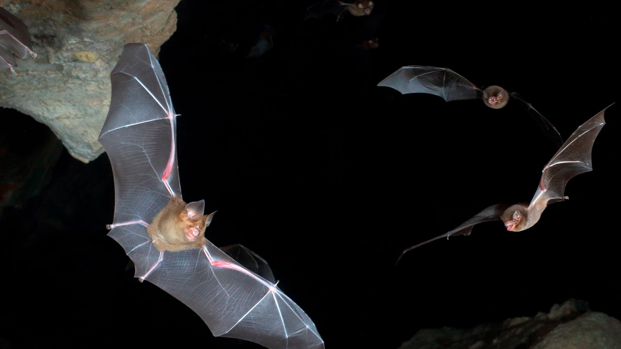 Flygande fladdermöss i svart himmel