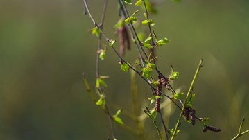 Foto av gren med nyutslagna björklöv