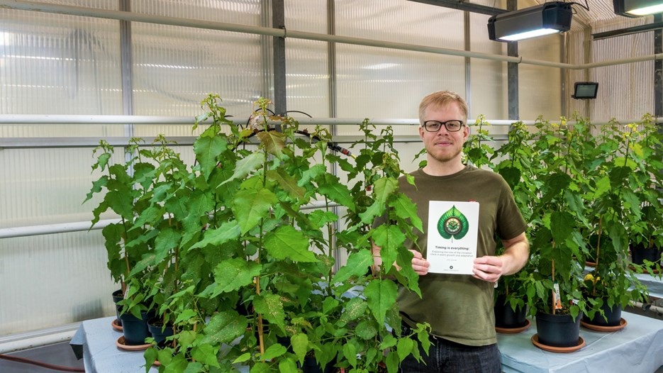 Johan Sjölander står i växthuset på Umeå Plant Science Centre mellan unga aspar på bord. I handen håller han sin doktorsavhandling. 