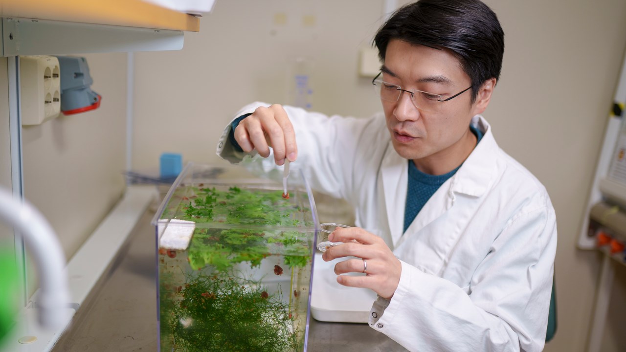 Ryo Morimoto collects snails from the aquarium.