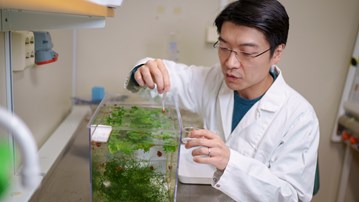 Ryo Morimoto collects snails from the aquarium.