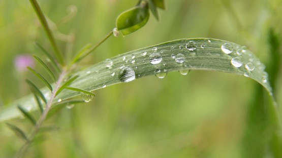 Vattendroppar på en grässtrå, närbild