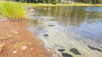 En strand med vatten som grönfärgats av algblomning