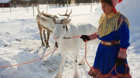 Samisk kvinna med ren i snöre