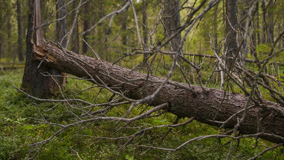 omkullfallet träd i skog