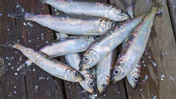 Catched herring on a dock.