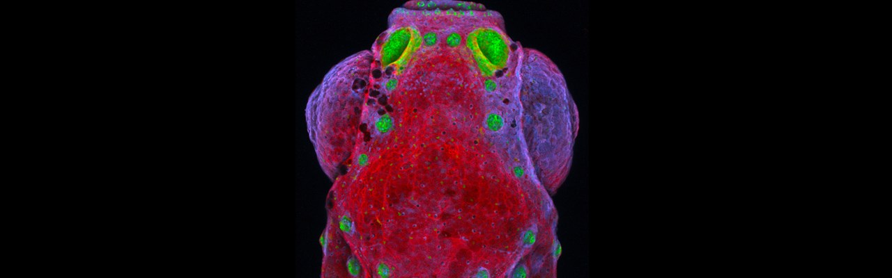 Dorsal view of the head of a zebrafish, with olfactory and lateral line systems highlighted