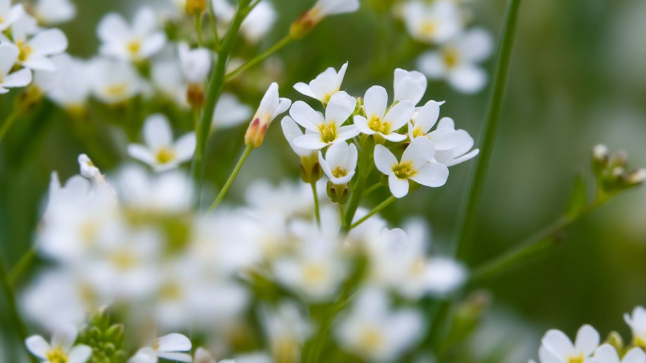 Many small, white flowers, with a yellow core. The flower has 4 flower petals, and many flowers are clustered together.