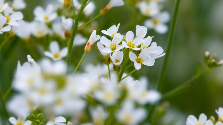 Many small, white flowers, with a yellow core. The flower has 4 flower petals, and many flowers are clustered together.