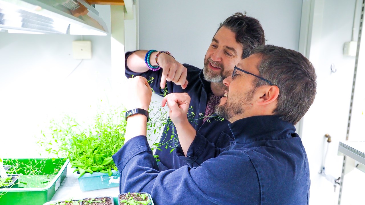 The researchers are standing in a narrow white room, with high shelfs of small, green plants in containers. They are holding the flower of on of the plants and studying it closely.