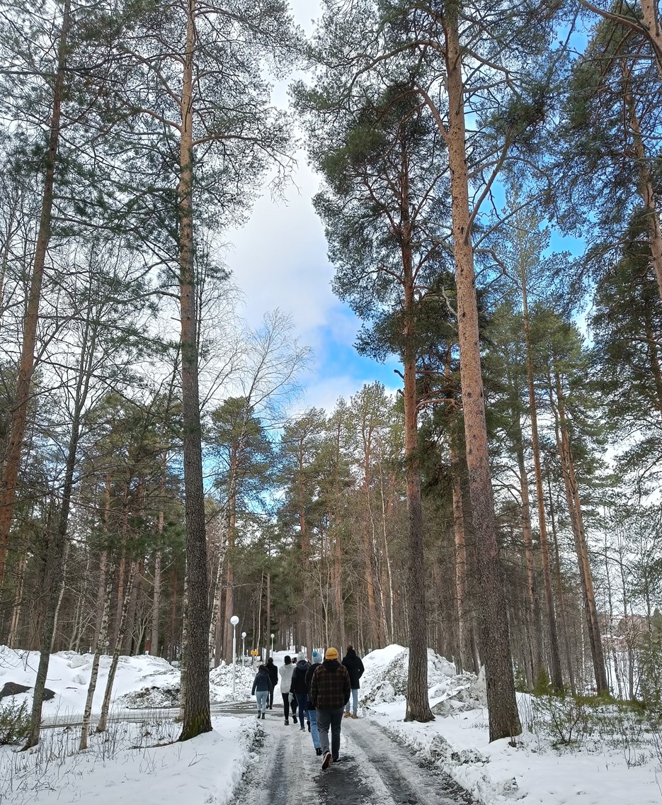 People walk on a path among high trees