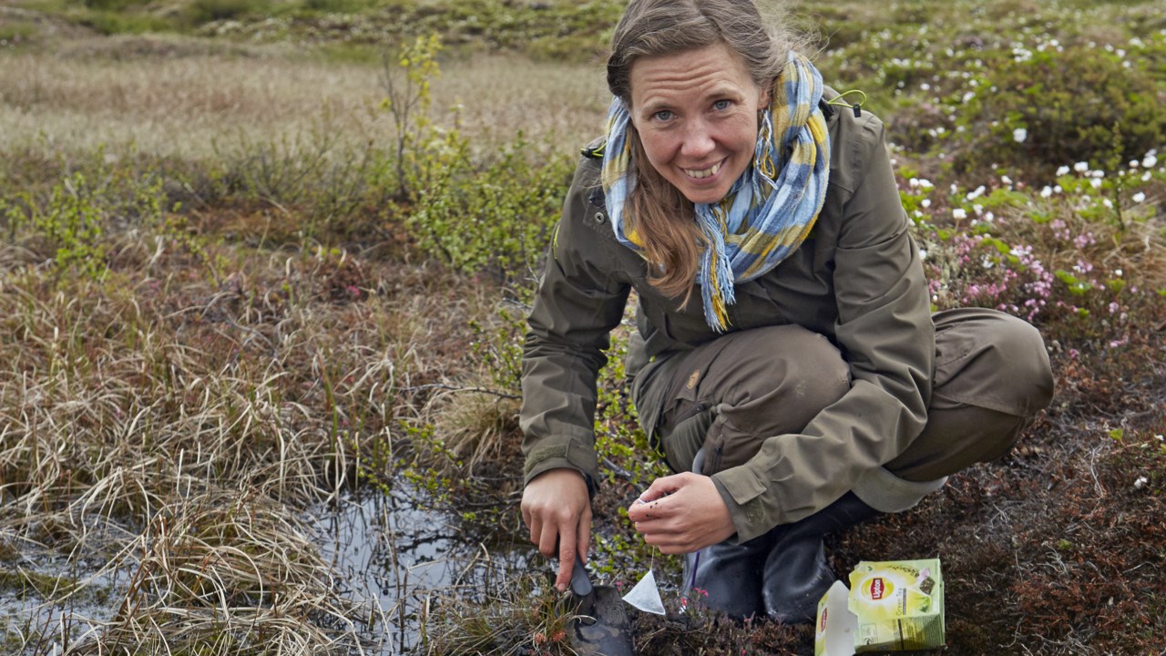 Judith Sarneel gräver ner en tepåse i en myr utanför Abisko.
