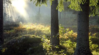 Picture of trees