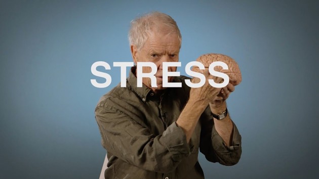 Video: Vad händer i hjärnan när vi stressar?