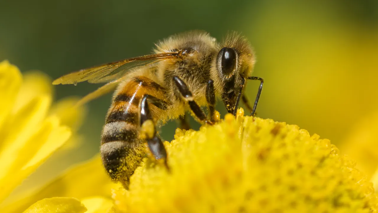 Biodiversity in urban environments