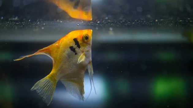 A fish in an aquarium looking at the surface of the water