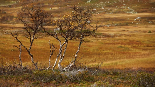 Bild på fjällbjörkar