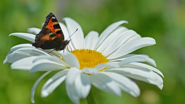 Bild på blomma