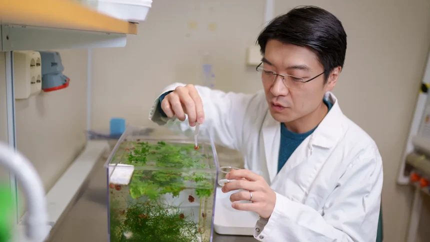 Ryo Morimoto collects snails from the aquarium.