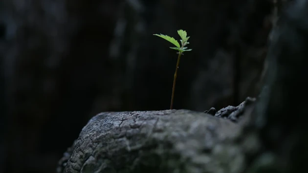 A plant growing out of a tree.